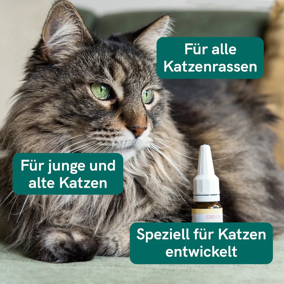 CBD Öl für Katzen - Fisch (2,5%) CBD für Tiere - Hanfify