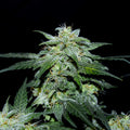 Charlottes Web CBD Samen Feminisiert - Cannabissamen - Hanfify®