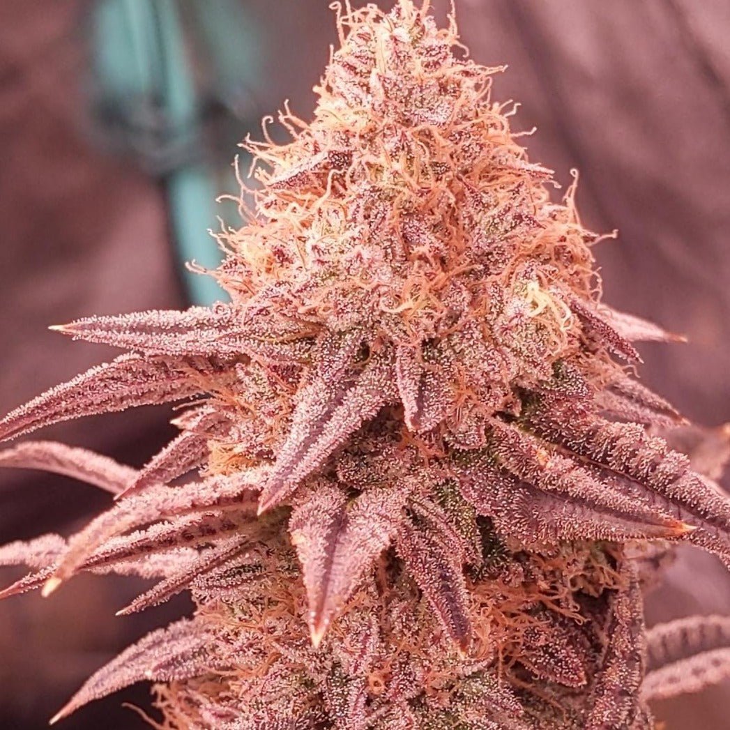 Cherry Runtz US Samen Feminisiert Cannabissamen 1 Samen ( +1 gratis) - Hanfify®