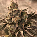 Cookies & Cream Samen Feminisiert - Cannabissamen - Hanfify®