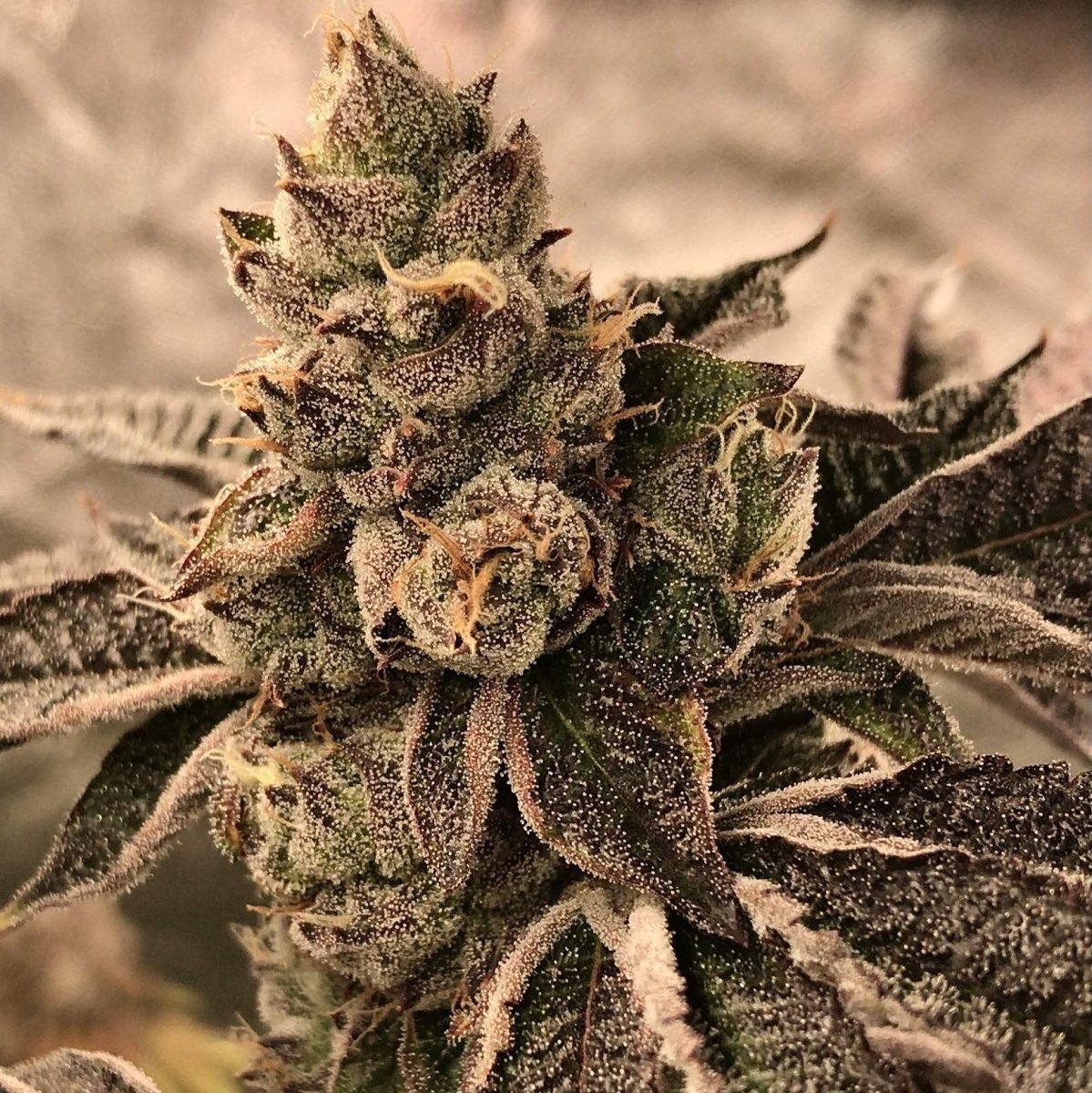 Cookies & Cream Samen Feminisiert - Cannabissamen - Hanfify®