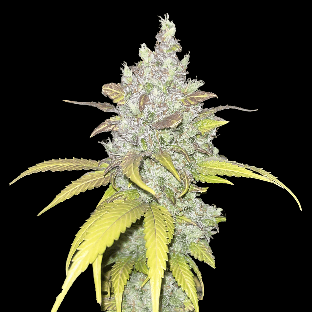 Cookies Samen Automatik - Cannabissamen - Hanfify®