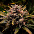 Cream Mandarine Samen Automatik - Cannabissamen - Hanfify®