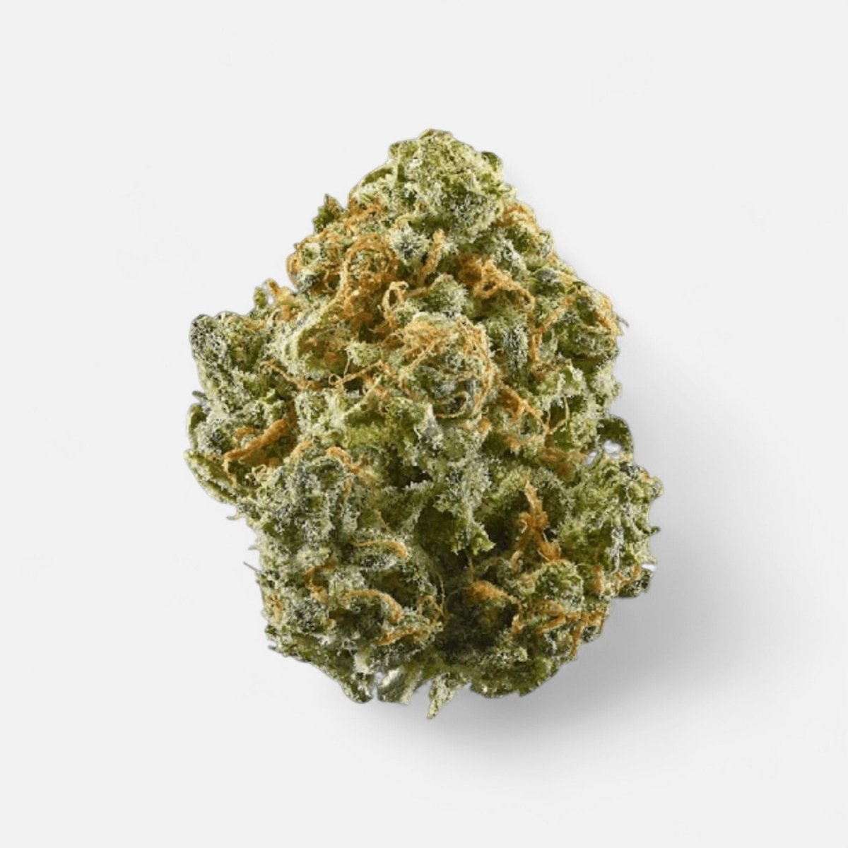 Critical+ 2.0 Hanfstecklinge - Hanfify