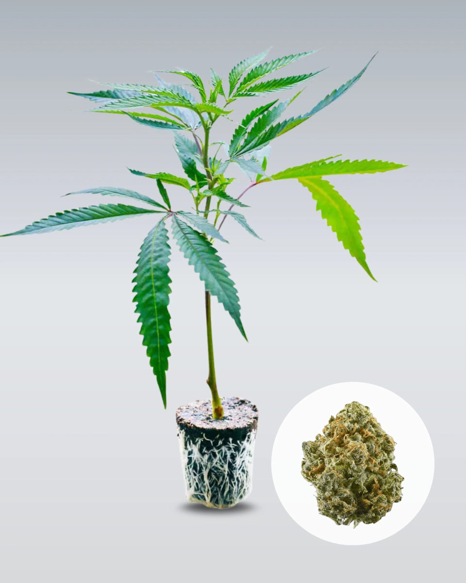 Critical+ 2.0 Hanfstecklinge - Hanfify