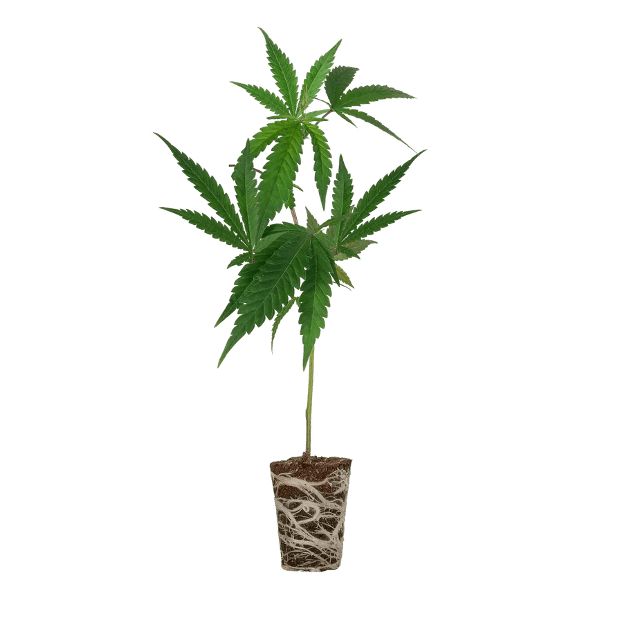 Critical + 2.0 Steckling - Hanfstecklinge - Hanfify®