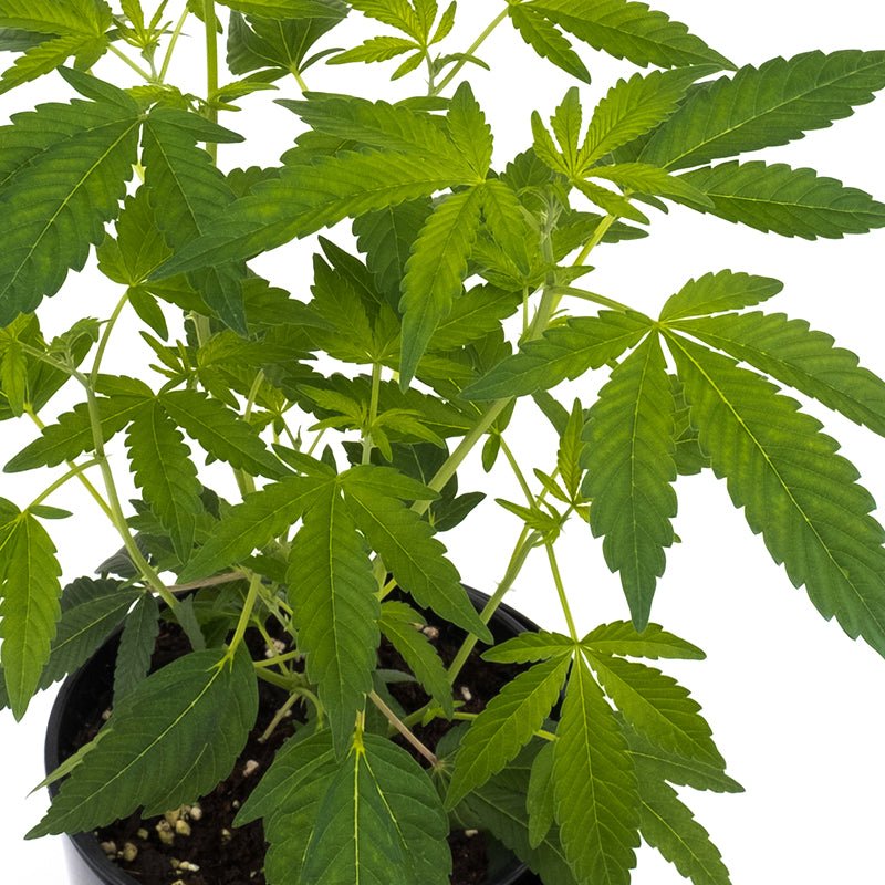 Critical Kush Hanfpflanzen - Hanfify