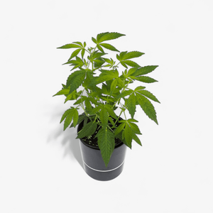 Critical Kush Hanfpflanzen - Hanfify