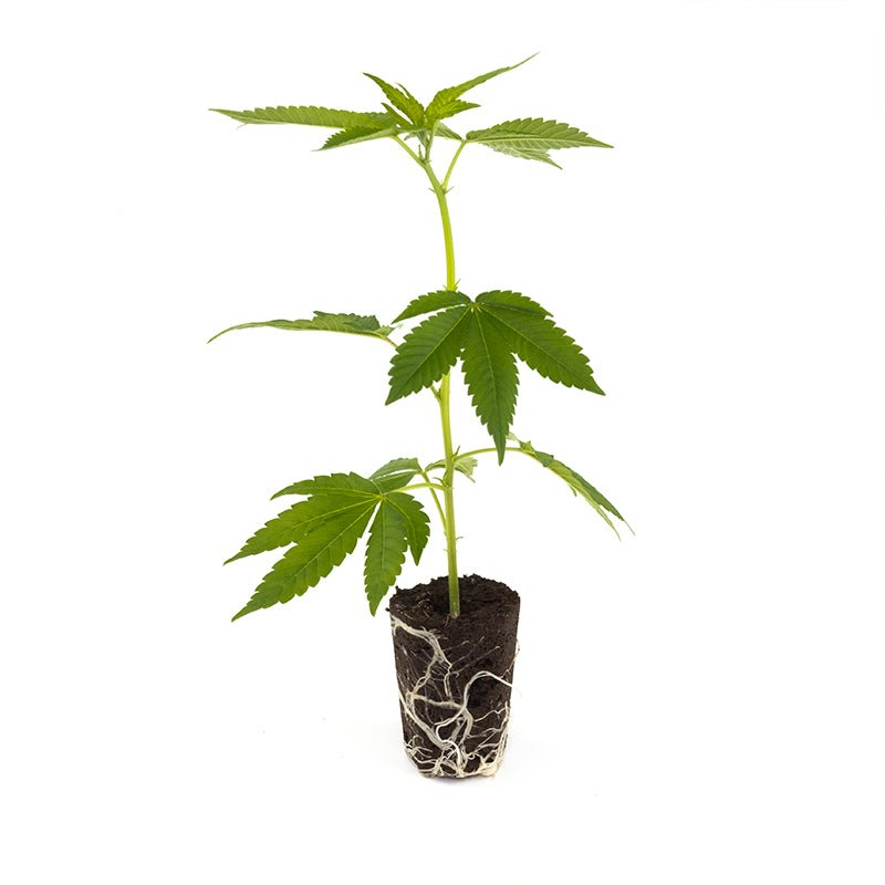 Critical Kush Hanfpflanzen - Hanfify