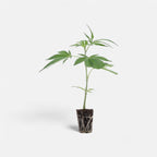 Critical Kush Hanfpflanzen - Hanfify