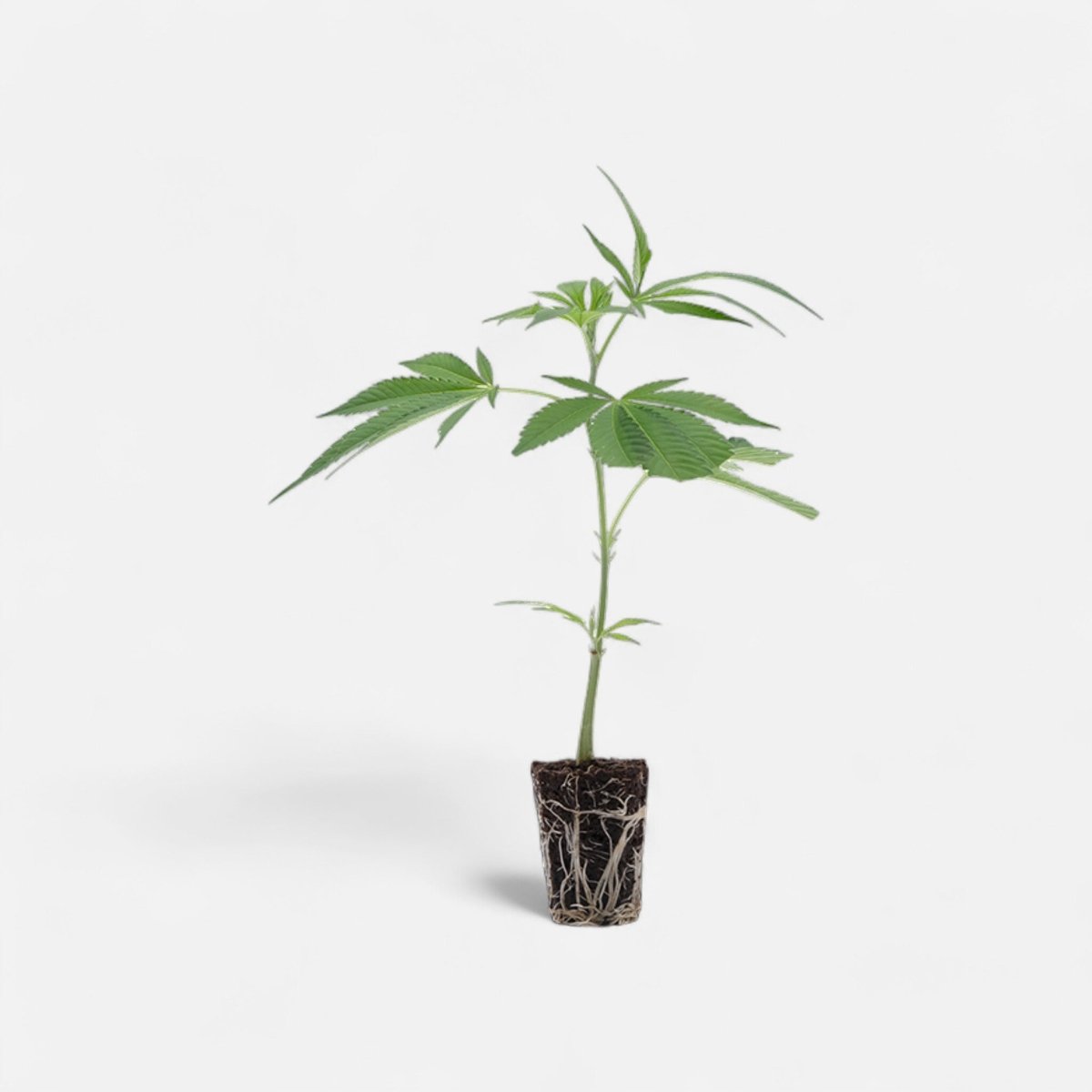 Critical Kush Hanfpflanzen - Hanfify