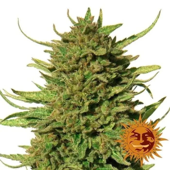 Critical Kush | Feminisiert - Cannabissamen - Hanfify®