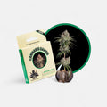 Critical Kush Samen Automatik Cannabissamen 3 Stück - Hanfify