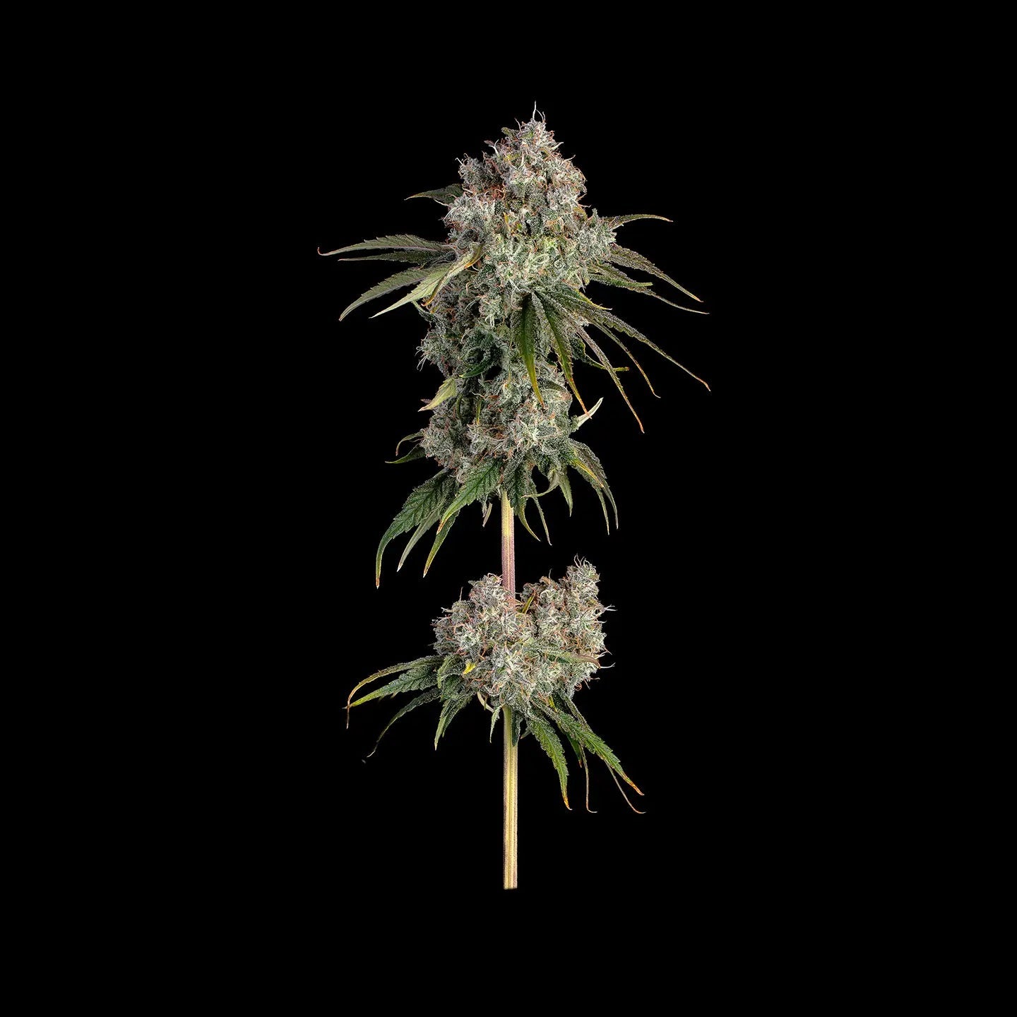 Critical Kush Samen Automatik Cannabissamen 3 Stück - Hanfify