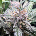 Critical Samen Automatik - Cannabissamen - Hanfify®
