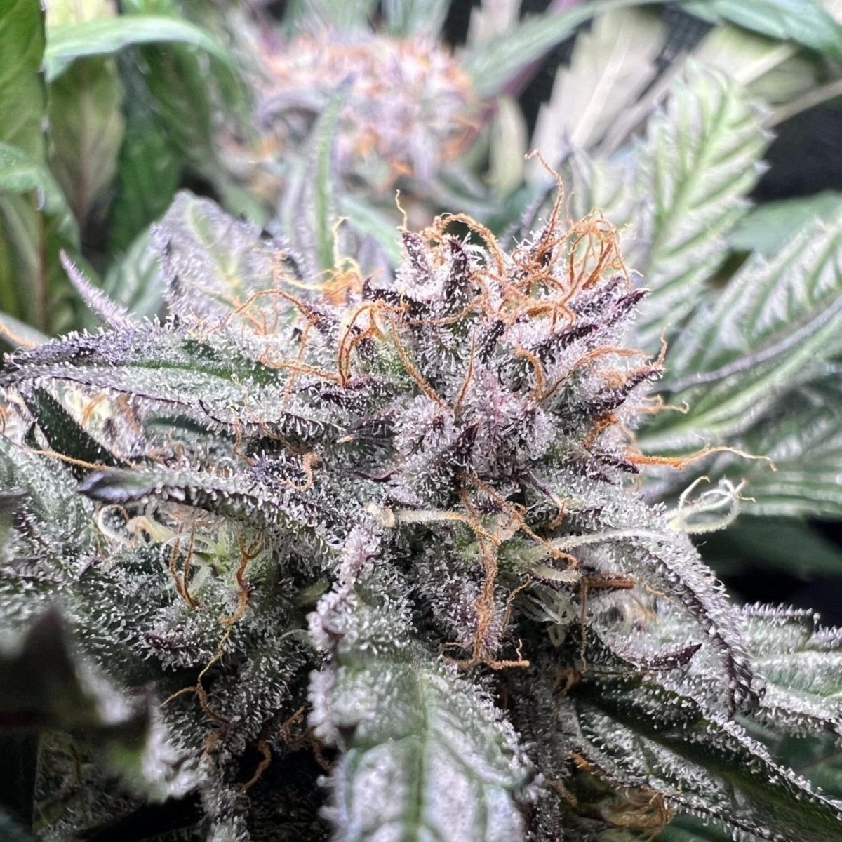 Critical Samen Automatik - Cannabissamen - Hanfify®