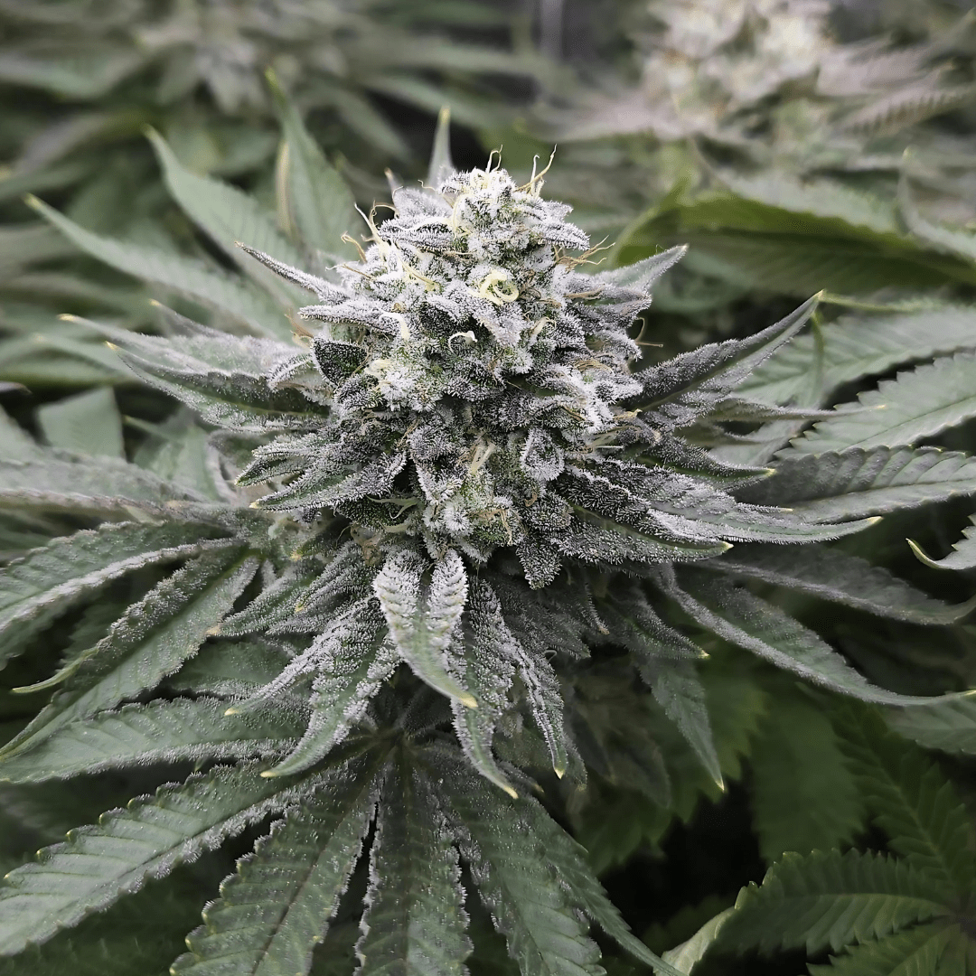 Critical Samen Feminisiert - Cannabissamen - Hanfify®