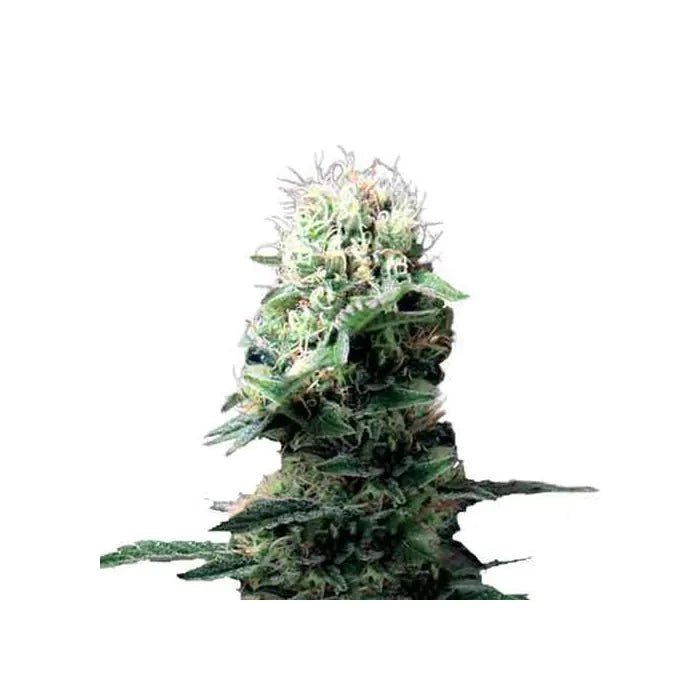 Dance World | Feminisiert - Cannabissamen - Hanfify®