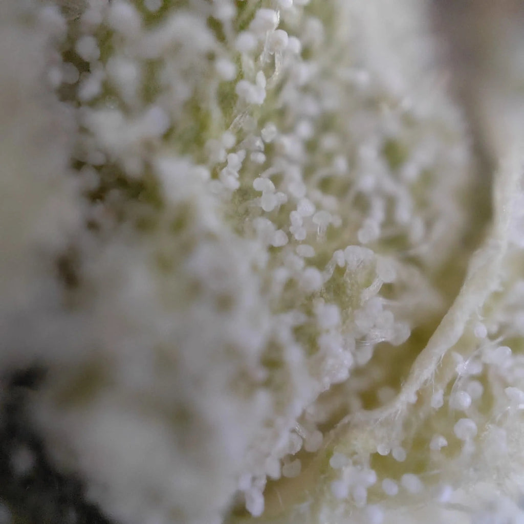 🌿 DASH 14% CBG by Marvin Game Blüten 3g Dose - Hanfify®
