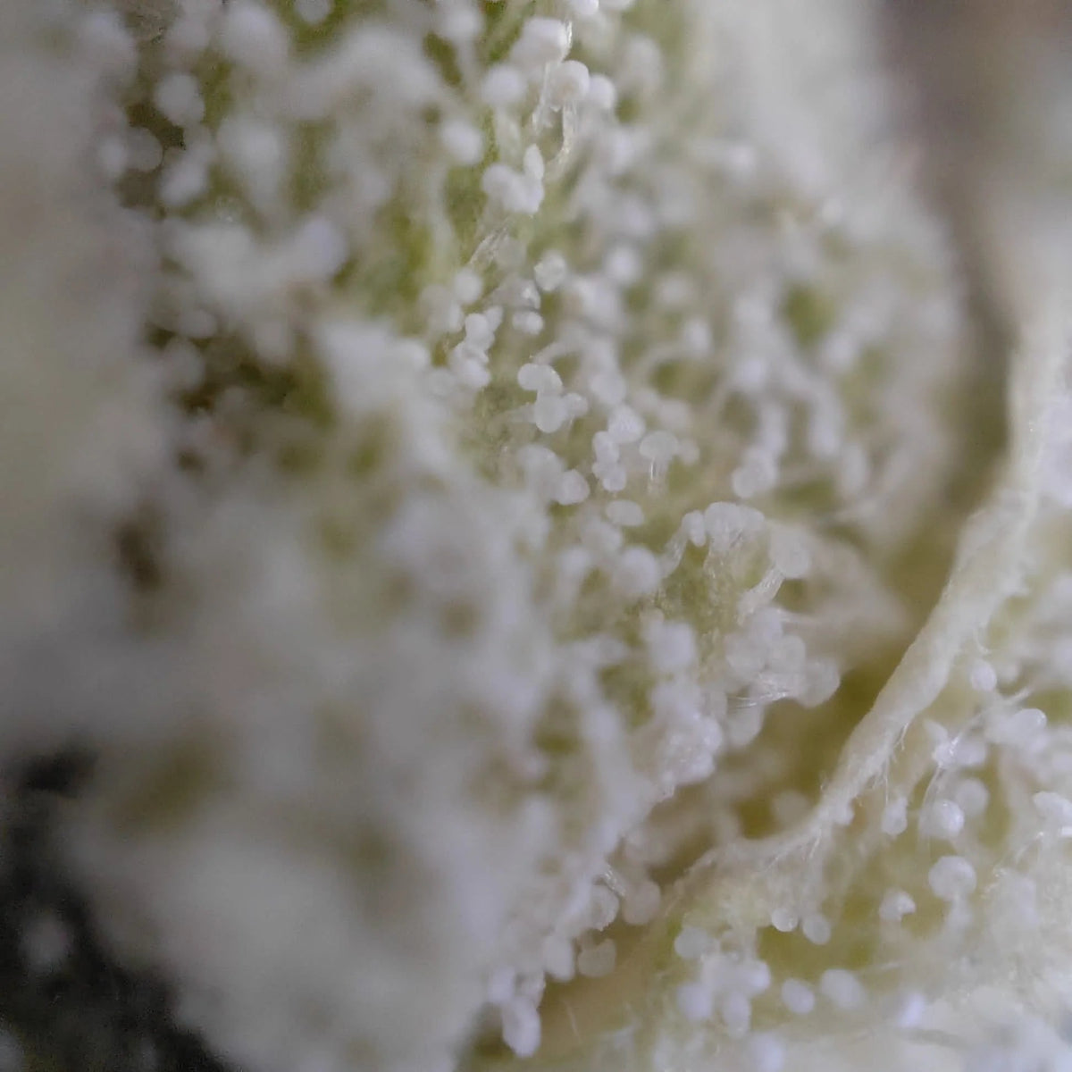 🌿 DASH 14% CBG by Marvin Game Blüten 3g Dose - Hanfify®