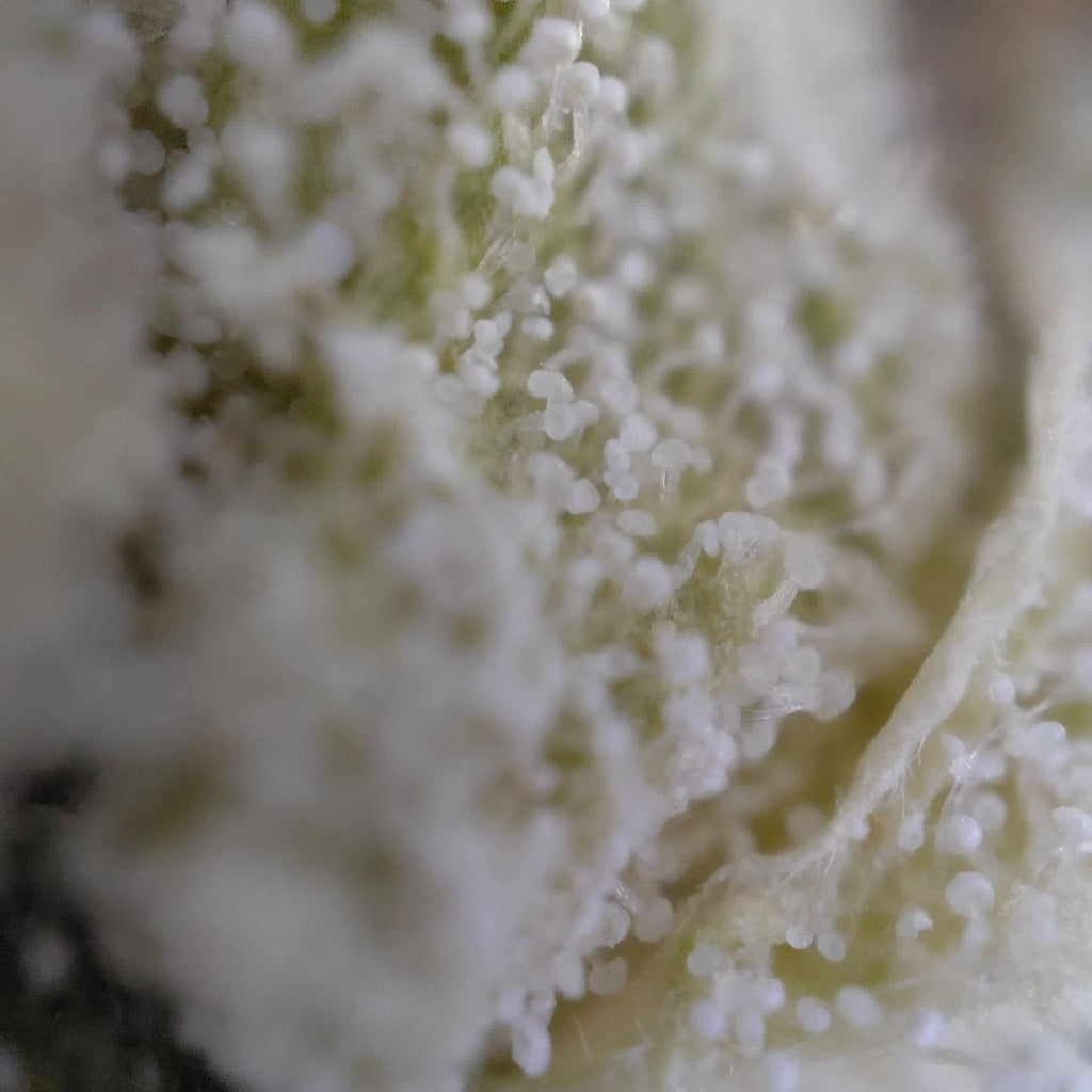 🌿 DASH 14% CBG by Marvin Game Blüten 3g Dose - Hanfify