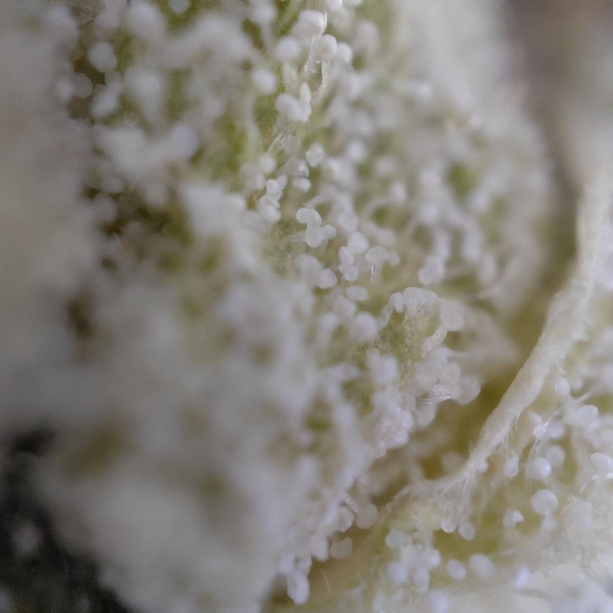 🌿 DASH 14% CBG by Marvin Game Blüten 3g Dose - Hanfify