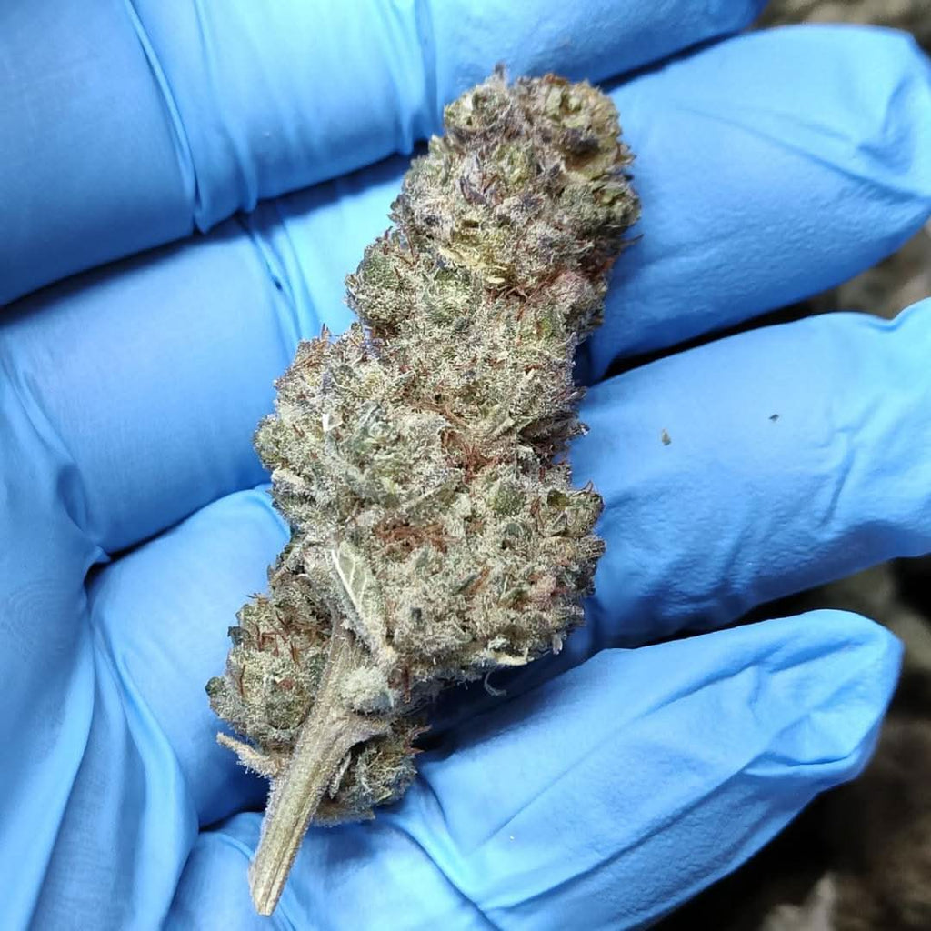 🌿 DASH 14% CBG by Marvin Game Blüten 3g Dose - Hanfify