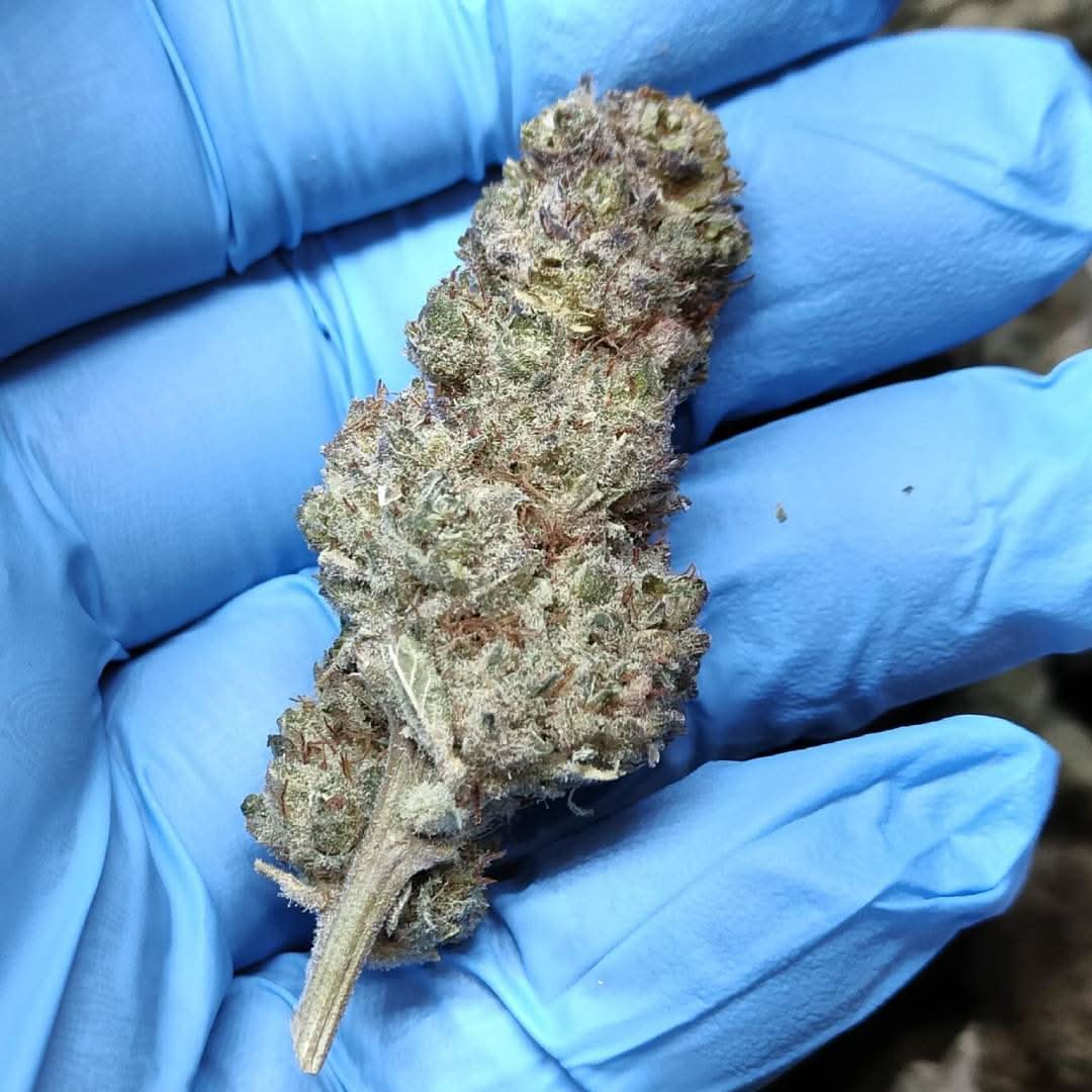 🌿 DASH 14% CBG by Marvin Game Blüten 3g Dose - Hanfify