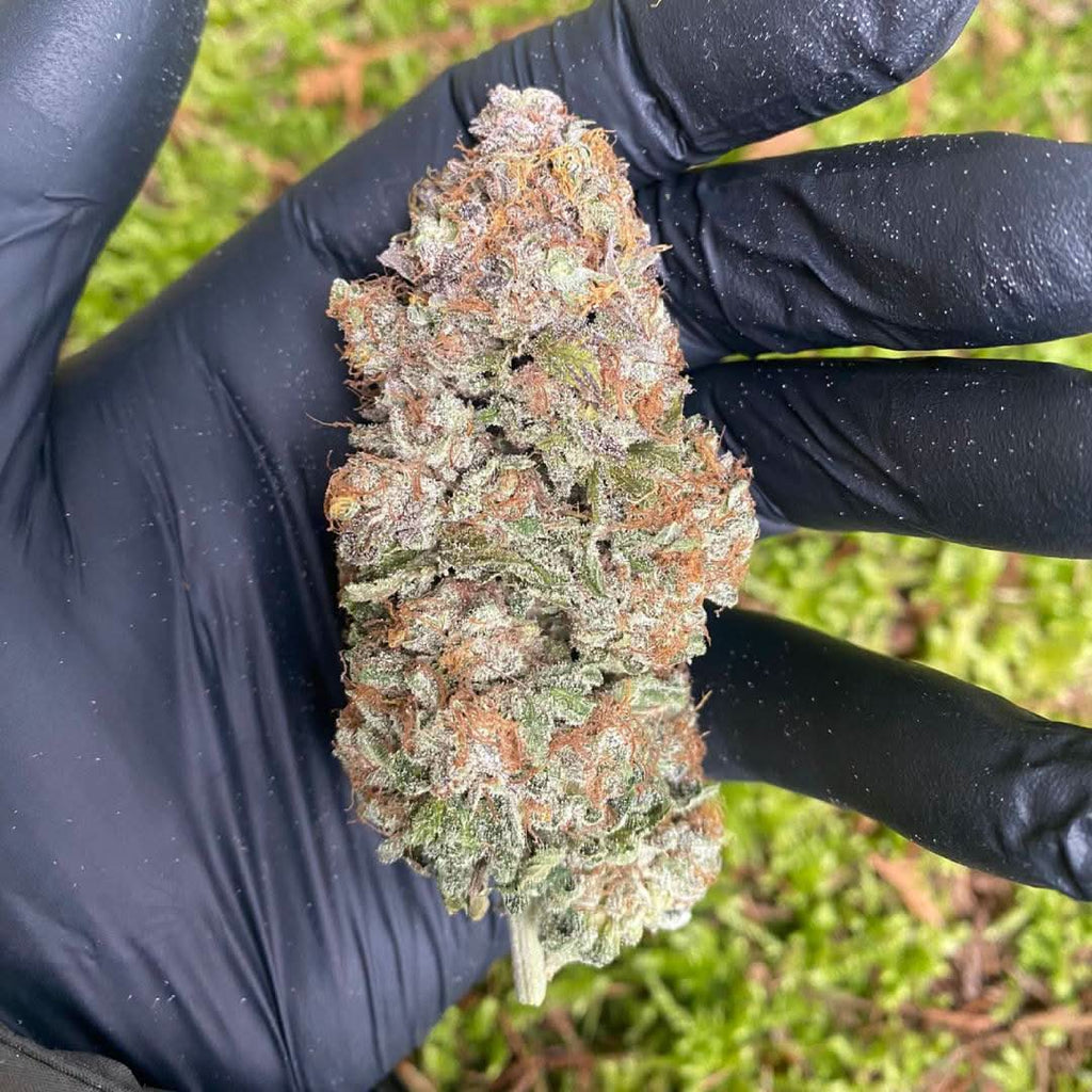 🌿 DASH 14% CBG by Marvin Game - Blüten - Hanfify®
