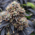 Do-Si-Dos Samen Feminisiert - Cannabissamen - Hanfify®