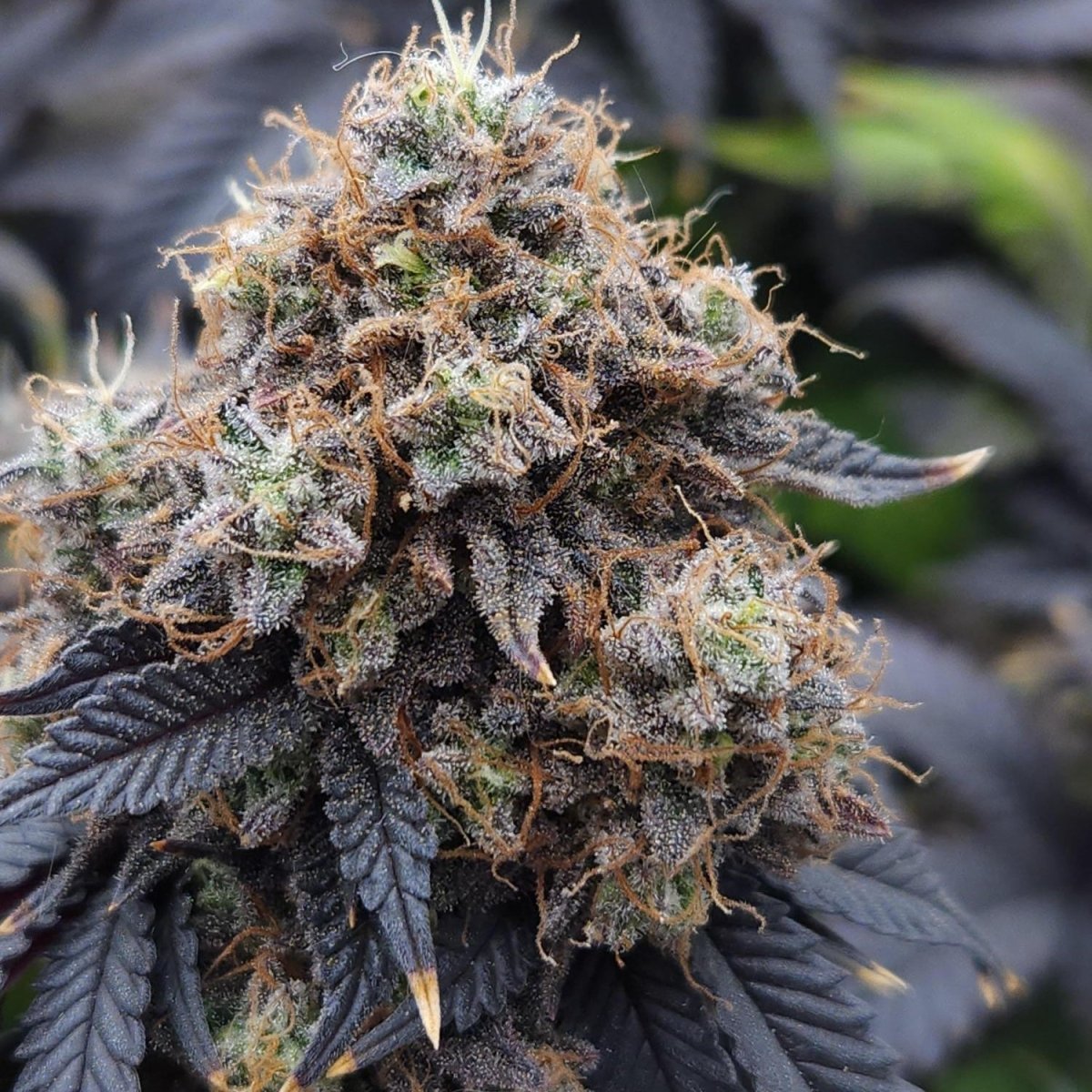 Do-Si-Dos Samen Feminisiert - Cannabissamen - Hanfify®