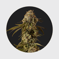 NEU!! Cali Genetics Mango Smile 25% THC 🌱 auto flowering