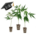 Einsteiger Set Stecklinge - Hanfstecklinge - Hanfify®