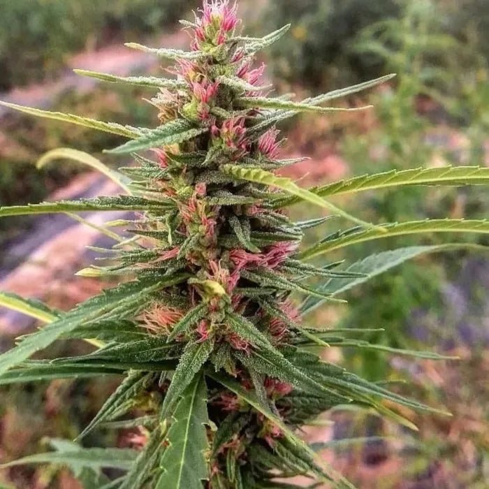 Eletta Campana CBD Samen Feminisiert Cannabissamen 1 Samen - Hanfify®