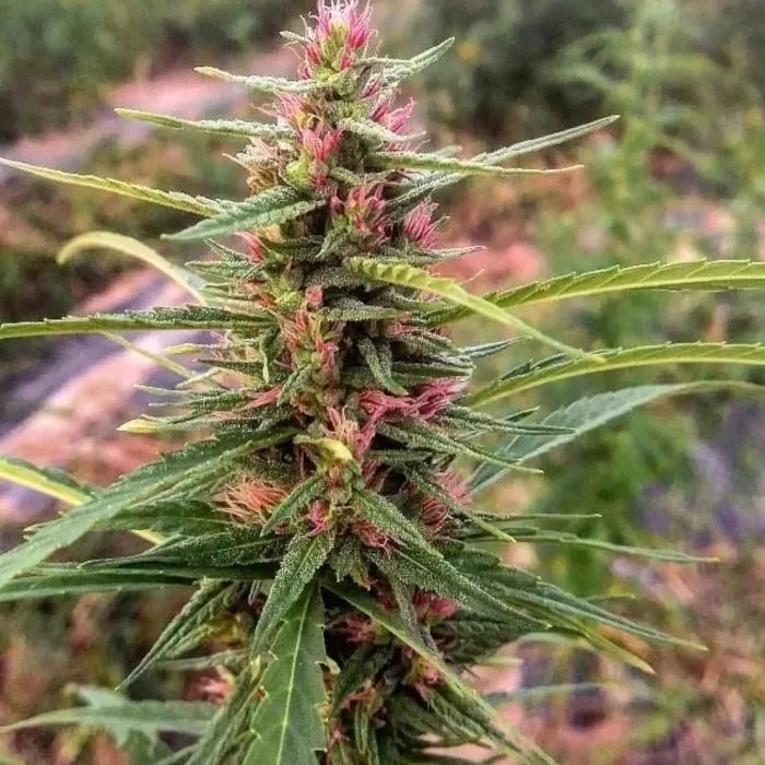 Eletta Campana CBD Samen Feminisiert - Cannabissamen - Hanfify®