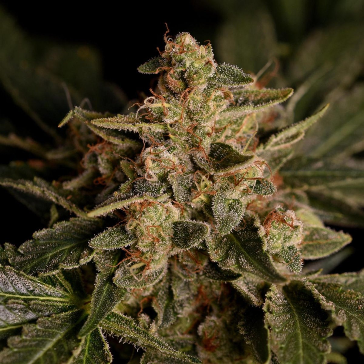 Forbidden Fruit Samen Feminisiert - Cannabissamen - Hanfify®