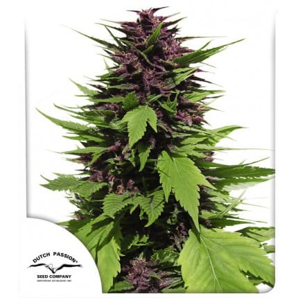 Frisian Duck | Feminisiert Cannabissamen - Hanfify