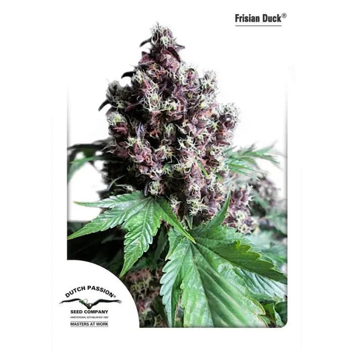 Frisian Duck | Feminisiert - Cannabissamen - Hanfify®