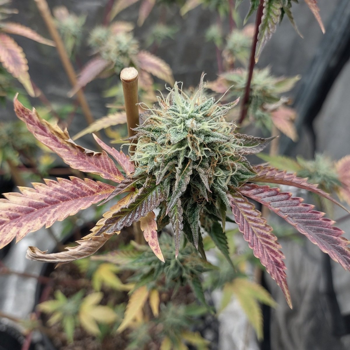 Fruit Cake CBD Samen Feminisiert Cannabissamen 1 Samen (+1 Gratis) - Hanfify®