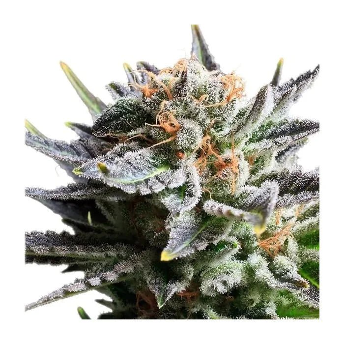 Fruit Spirit | Feminisiert - Cannabissamen - Hanfify®