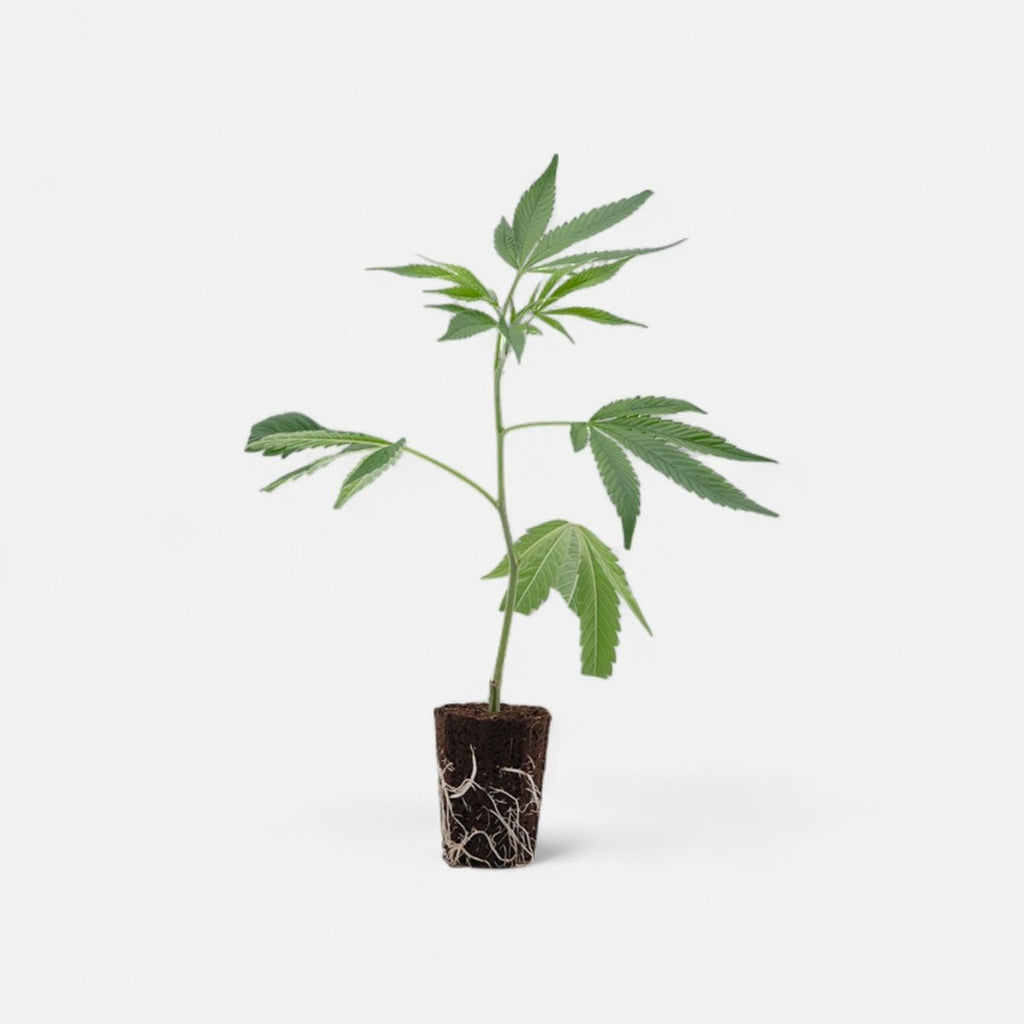 Gelato 45 Hanfpflanzen - Hanfify