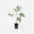 Gelato 45 Hanfpflanzen - Hanfify