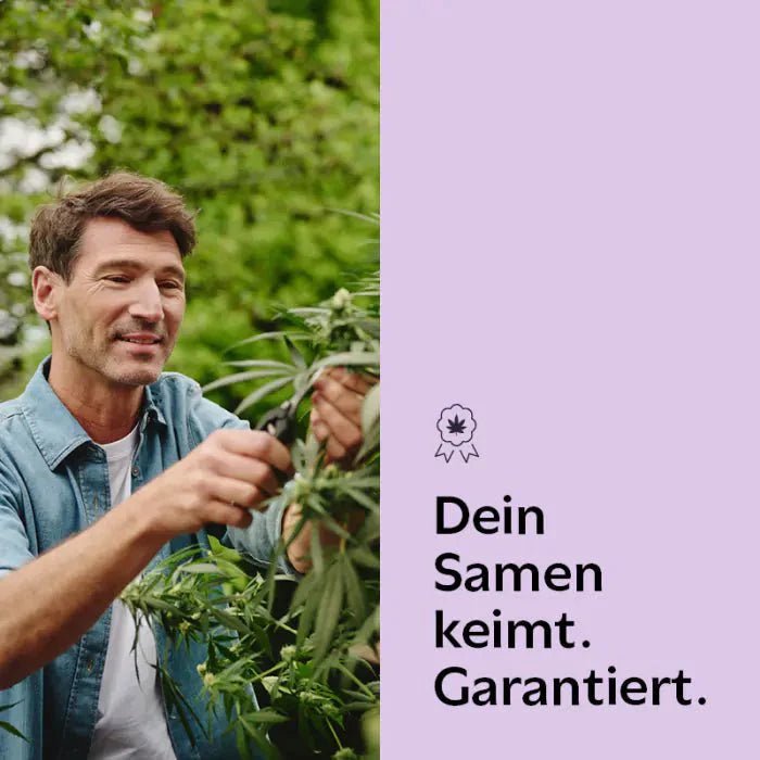 Gelato | Feminisiert - Cannabissamen - Hanfify®