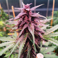 Gelato Samen Automatik - Cannabissamen - Hanfify®