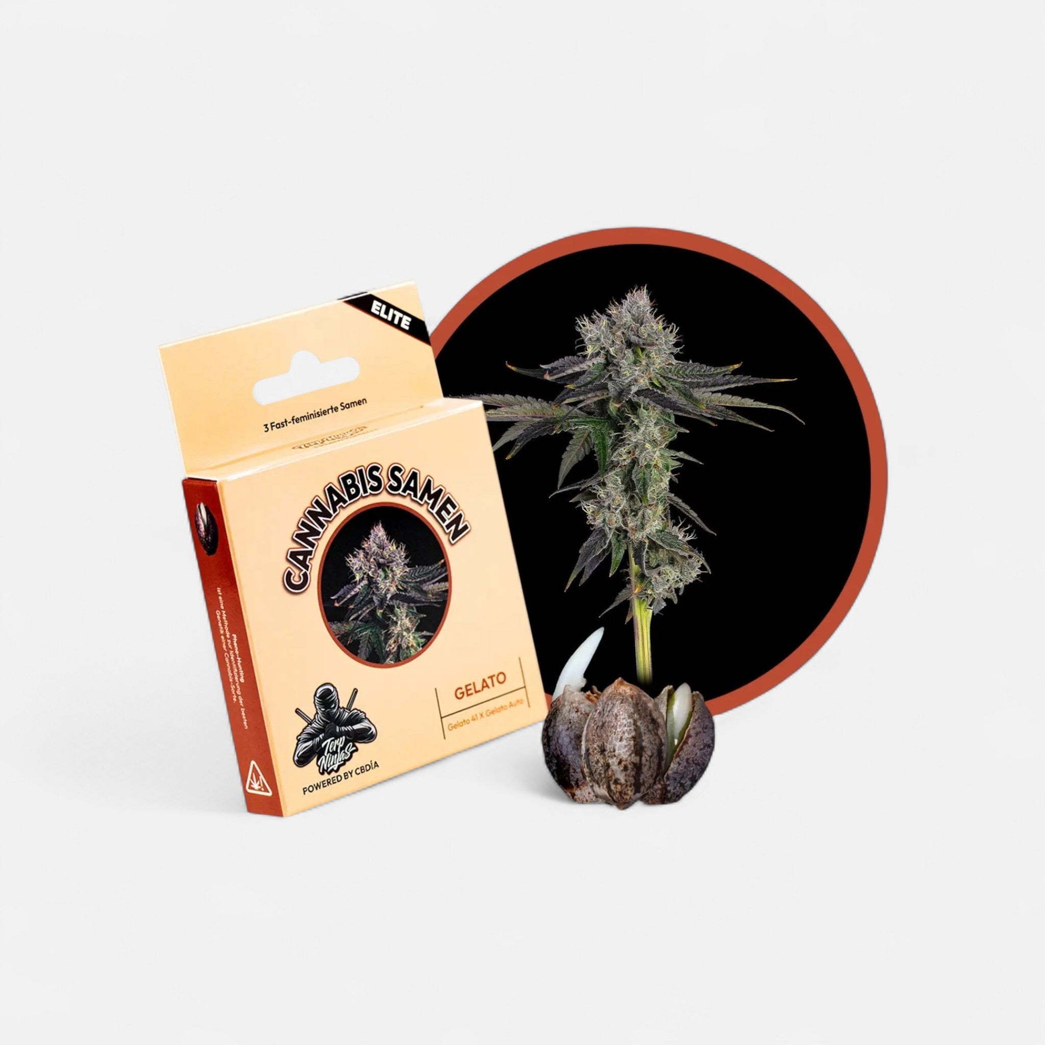 Gelato Samen Feminisiert Fast Cannabissamen 3 Stück - Hanfify