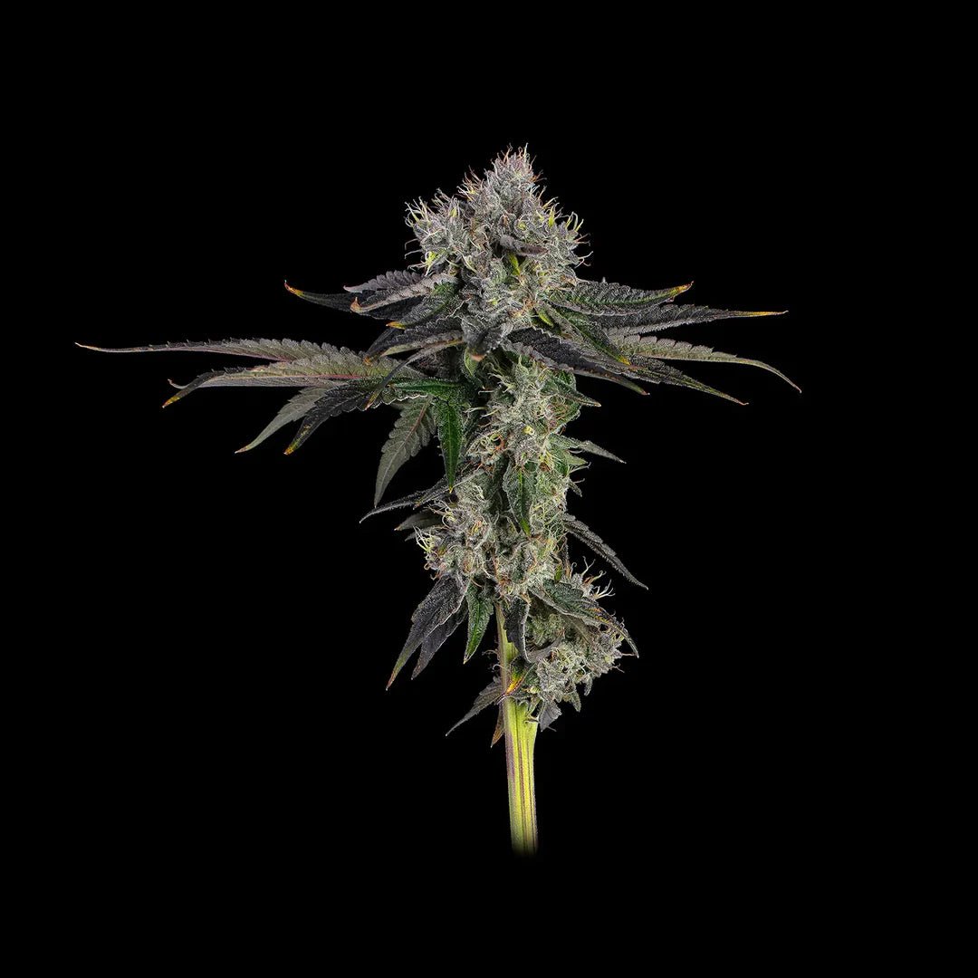 Gelato Samen Feminisiert Fast Cannabissamen 3 Stück - Hanfify