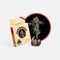 Gelato Samen Feminisiert Fast - Cannabissamen - Hanfify®