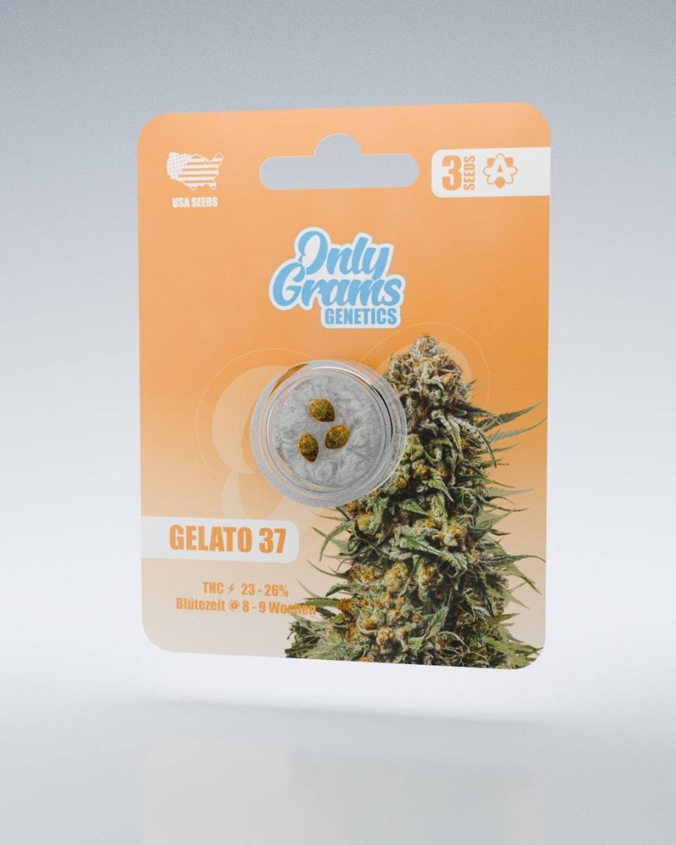 Gelato THC - Seeds Cannabissamen - Hanfify