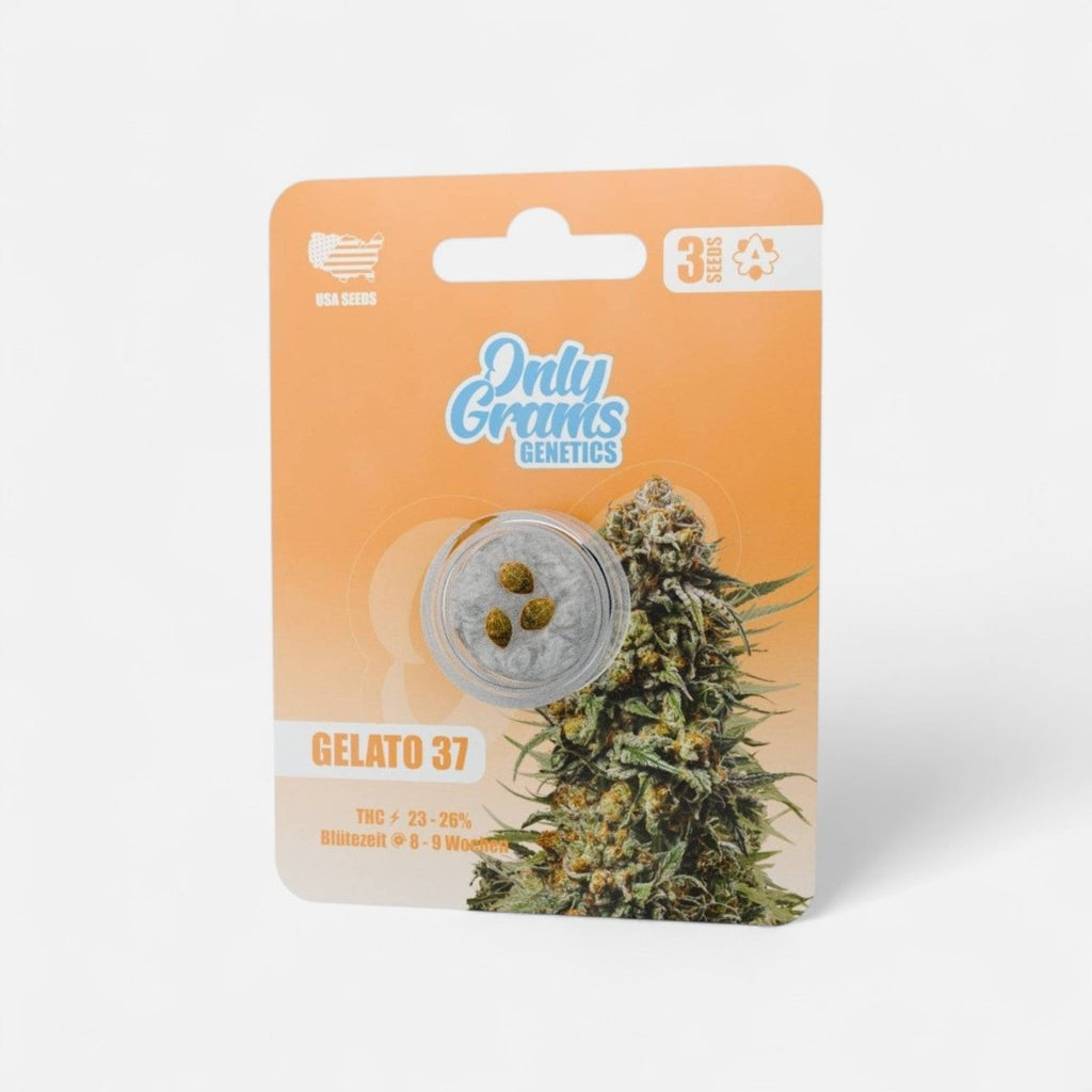 Gelato THC - Seeds Cannabissamen - Hanfify