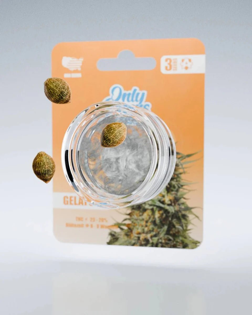 Gelato THC-Seeds - Cannabissamen - Hanfify®